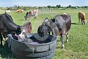 Cows drinking at Trough in Pasture.