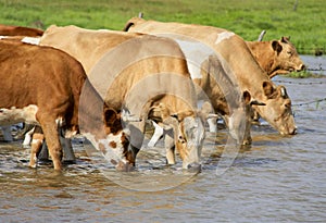 Cows drinking water