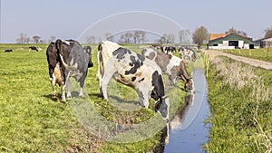 Cows drinking water, a creek in a field, a ditch, rural milker farming scÃ¨ne