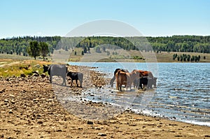 Cows are drinking water from the lake photo