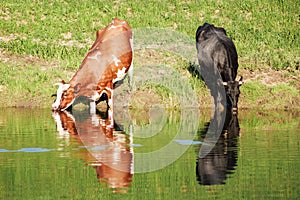 Cows drinking water from pond