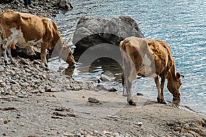 Cows drinking water in the river