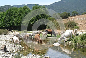 Cows drinking water on river Rizzanese at Sartene