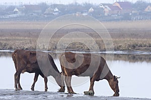 Cows drinks water from the river. Wild cattle at a watering place