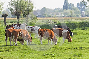 Cows in Dutch country landscape in spring