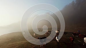 Cows in the Dutch countryside during a foggy morning.