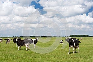 Cows in Dutch flat landscape