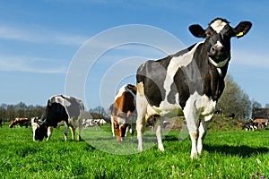 Cows in Dutch landscape