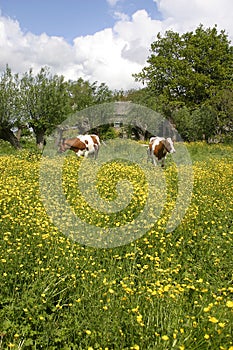 Cows in dutch landscape 3