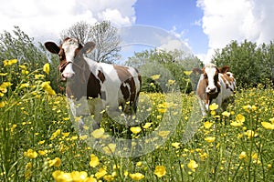 Cows in dutch landscape 4 photo