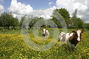 Cows in dutch landscape 6