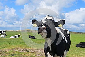 Cows in Dutch landscape in Holland