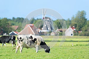 Cows in Dutch landscape in Holland