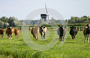 Cows in dutch landscape wm1