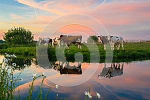 Cows in the dutch polder landscape at sunset