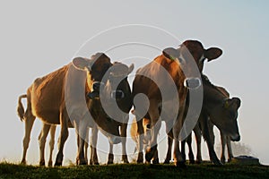 Cows in the early morning sun