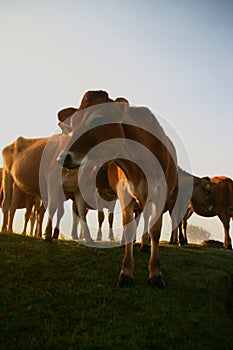 Cows in the early morning sun