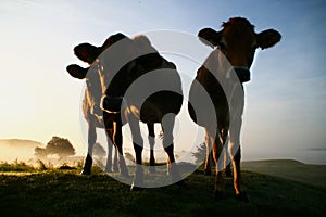 Cows in the early morning sun