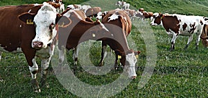 Cows eat in the field, green grass and brown and white cows