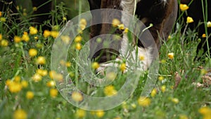 cows eat grass. cows are grazing. Well-fed, well-groomed alpine cows, bulls and calves, with bells on their necks, graze