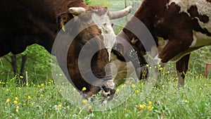 cows eat grass. cows are grazing. Well-fed, well-groomed alpine cows, bulls and calves, with bells on their necks, graze