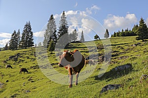 Cows eat grass on a meadow with fresh grass surrounded by spruce forest.