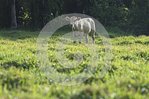 Cows eat grass to feed the morning