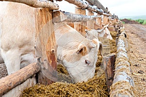 Cows eat hay from feeding rack