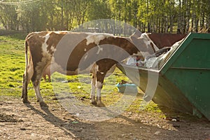 Cows eat plastic garbage in the trash can