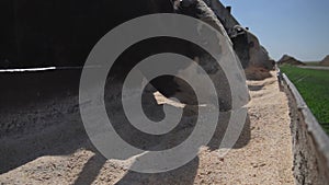 Cows eat silage at a large dairy farm, milk production