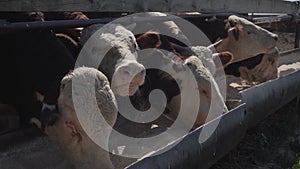 Cows eat silage at a large dairy farm, milk production