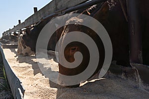 Cows eat silage at a large dairy farm, milk production