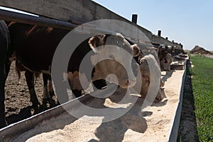 Cows eat silage at a large dairy farm, milk production