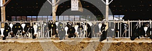 Cows eating breakfast at a dairy farm. photo