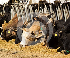 Cows eating in farm