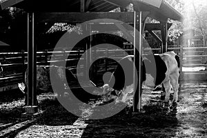 Cows eating in a farm with sunset light. Bw version