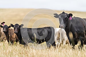 cows eating in a field on farmland on an agricultural farm in springtime