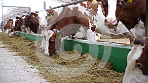 Cows eating fresh silage on modern dairy farm. Row of cattle chewing fodder at milk factory. Herd of kines feeding by