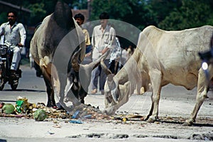Cows eating garbage india