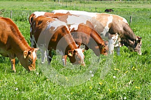 Mucche mangiare erba 
