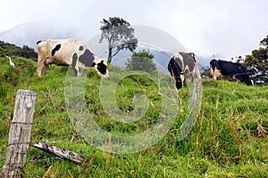 Cows eating grass