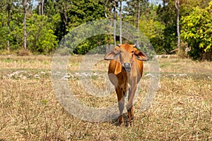 Cows is eating grass in the fiel,