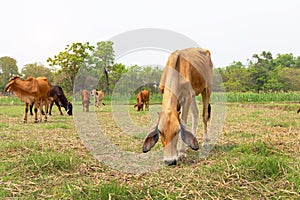 Cows is eating grass in the fiel, photo