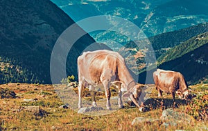 Cows eating grass near mountain range