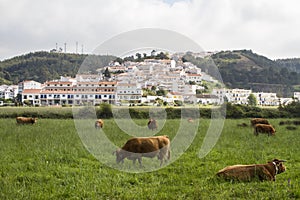 Cows eating grass on Odeceixe