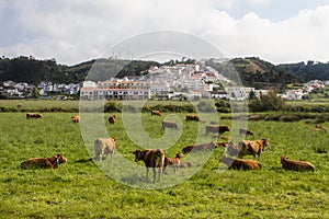 Cows eating grass on Odeceixe