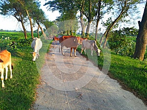 Cows are eating grass under the open sky