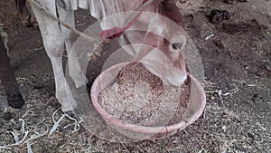 Cows eating hay in a cowshed on a dairy farm. agriculture industry farming concept