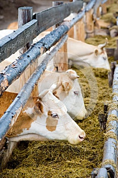Cows eating hay from feeding rack