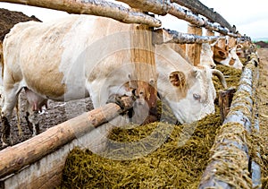 Cows eating hay from feeding rack